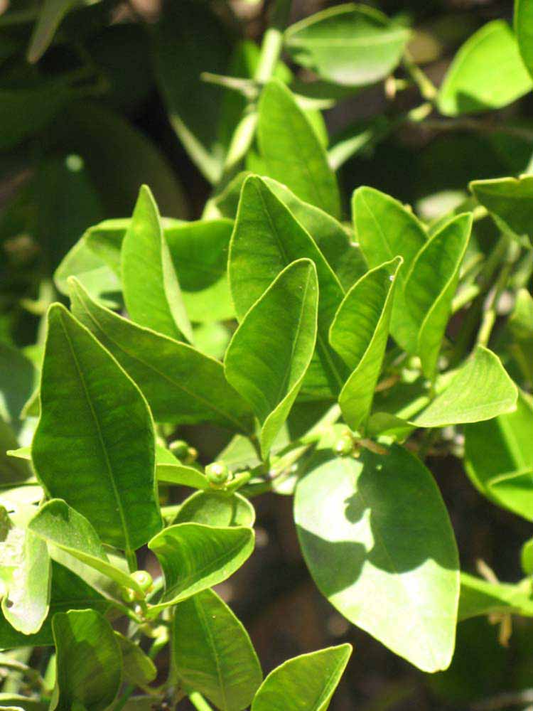                Sun leaves (Dancy Weshart,   Riverside, CA)       